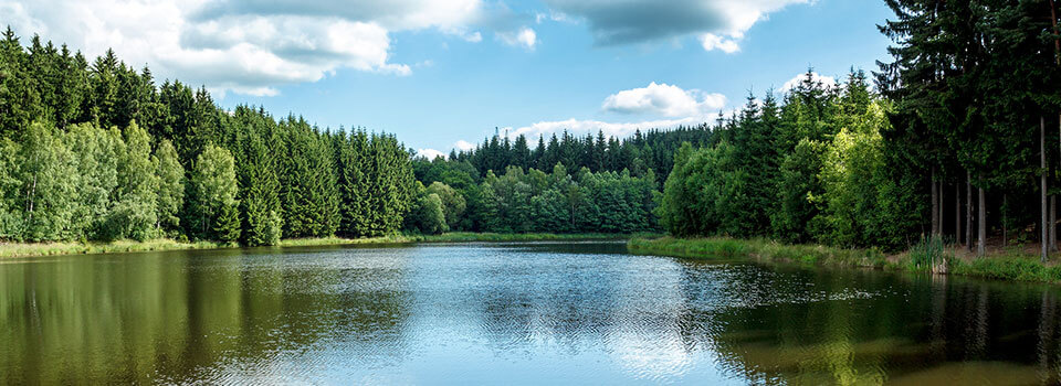 small lake, pine trees reflecting in it, and blue sky with puffy white clouds